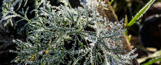 What to Do in the Garden In November