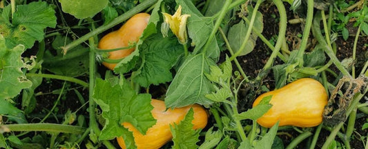 What to Do In the Garden in September