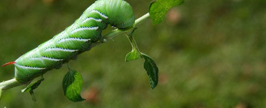 Garden Pests and Diseases