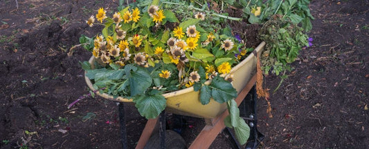 Planning Next Year's Garden