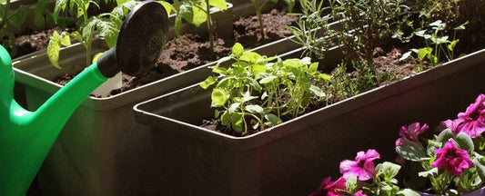 Garden Starter Kits