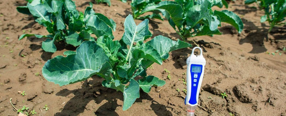 6 Essential Gardening Tools Every Gardener Needs