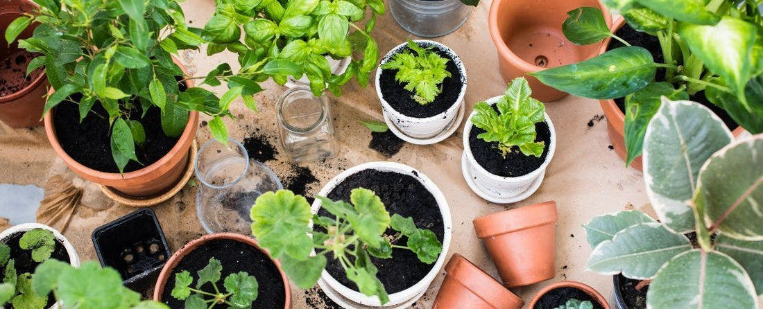 Gifts for Indoor Gardeners