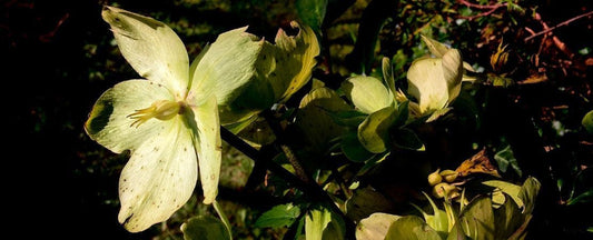 Goth Gardens: Seeds, Plants, and Ideas for a Moody, Dramatic Garden