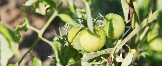 Why Won't My Tomatoes Turn Red?