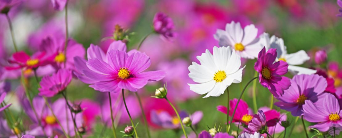 How to Grow Cosmos Flowers from Seed  Park Seed