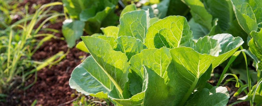 Growing Lettuce in Your Garden