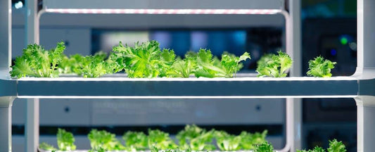 The Future is Bright: Comparing LED and Nano Tech Lights Plant Growth