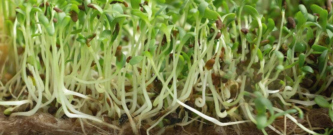 Grow Microgreens at Home