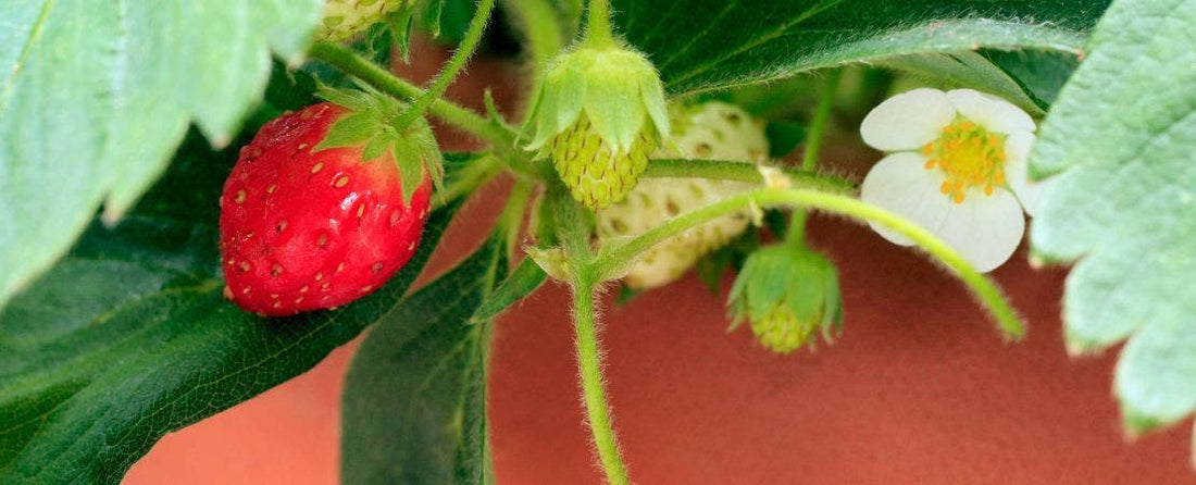 When to Plant Strawberries
