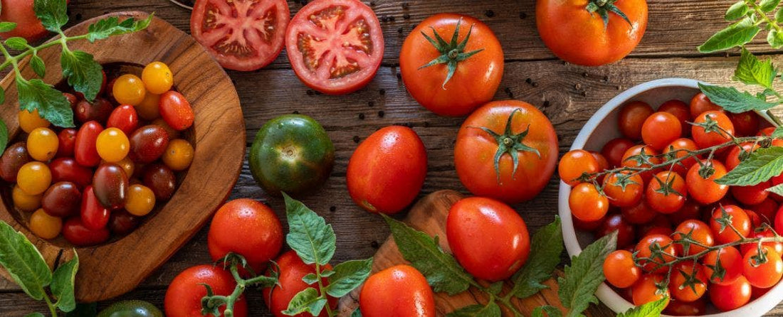 How to Grow Tomatoes from Seeds