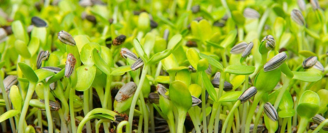 How to Grow Tomatoes from Seed