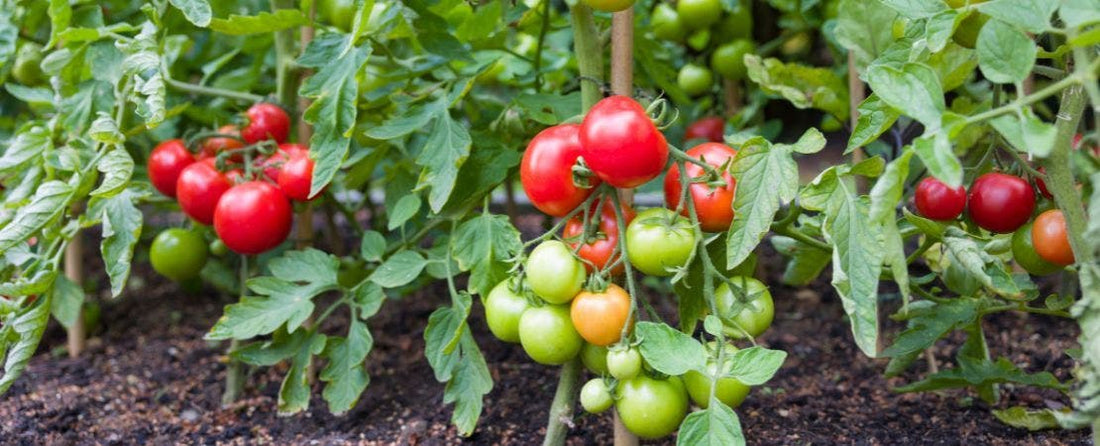 How to Start Tomatoes from Seeds