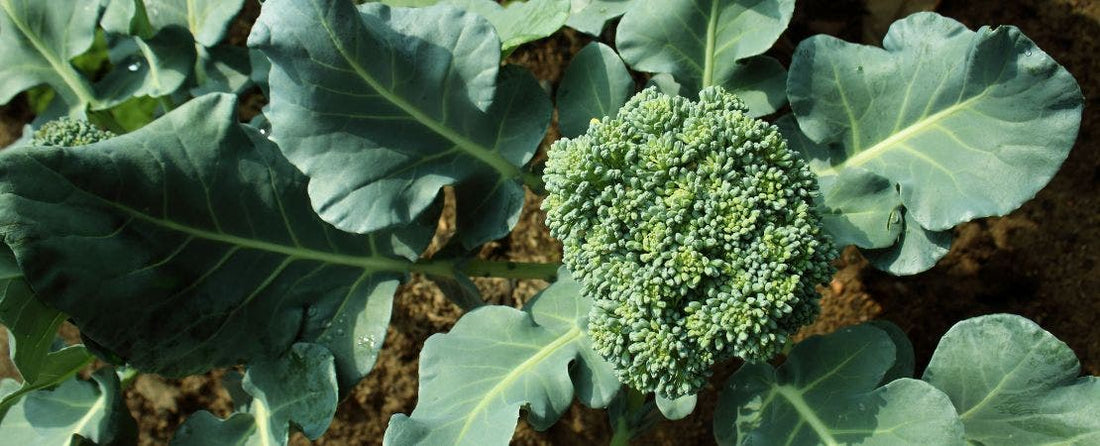 Grow a Bumper Crop of Fall Broccoli