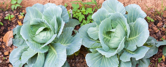 Why Growing Cabbage Is Trending: Easy Tips for Planting and Harvesting Cabbage