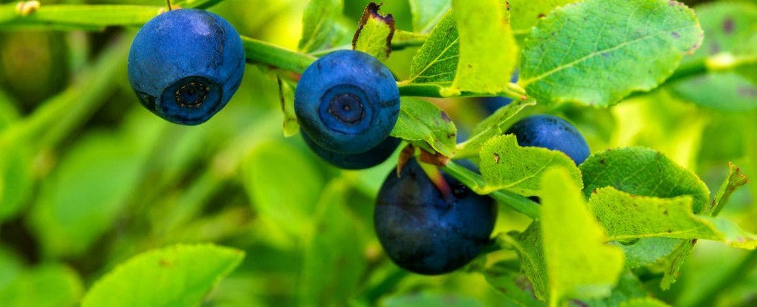 How to Grow Fruits & Berries at Home