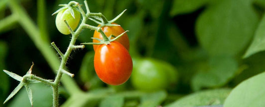 Park's Guide to Grape Tomatoes