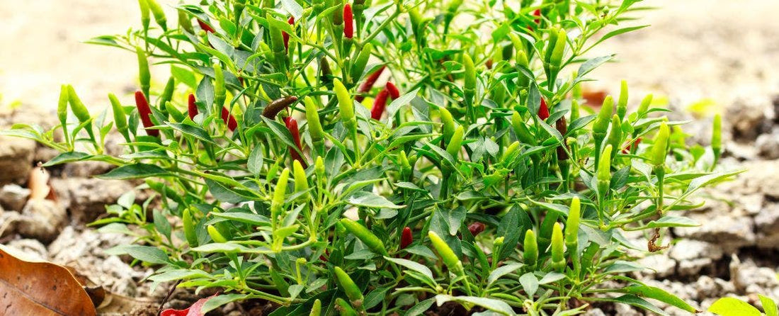 Getting Started with Growing and Harvesting Peppers