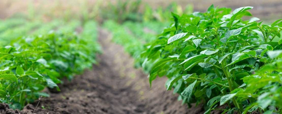 Growing Tips & Planting Guides