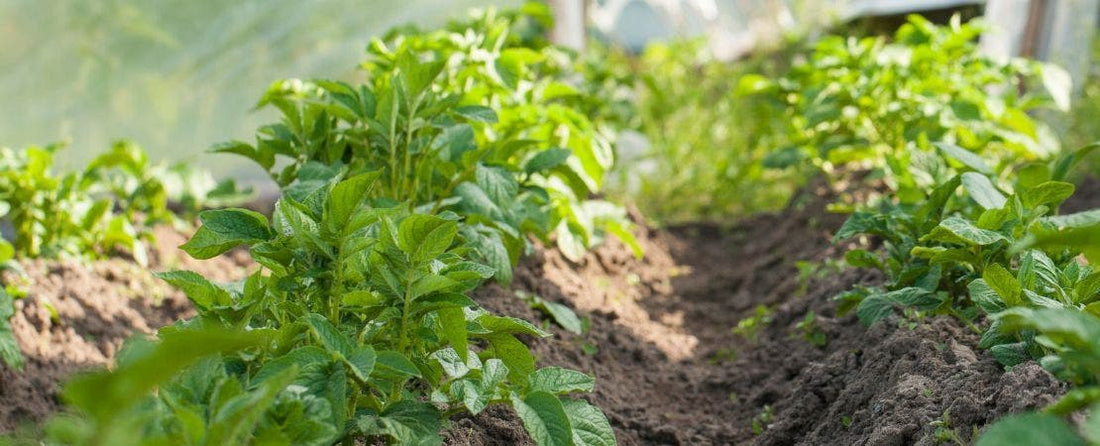 A Guide to Growing Potatoes