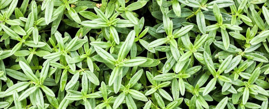 Know Before You Grow: Sage