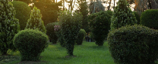 Tips for Choosing and Planting Trees and Shrubs