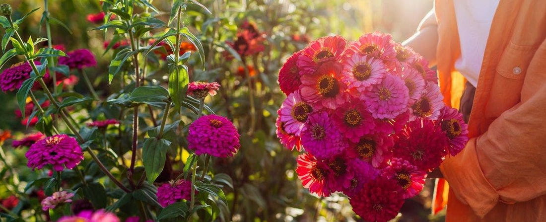 Growing Zinnias: A Guide to Planting, Growing and Caring for Zinnias