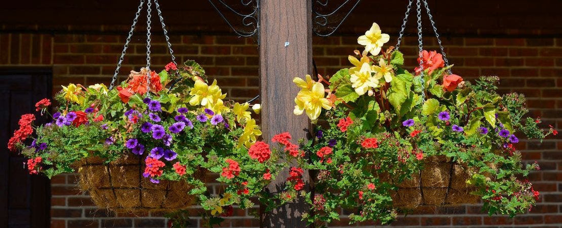 27 Hanging Basket Plants: Top Picks for Sun & Shade