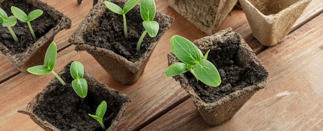 Hardening Off Seedlings and Plants