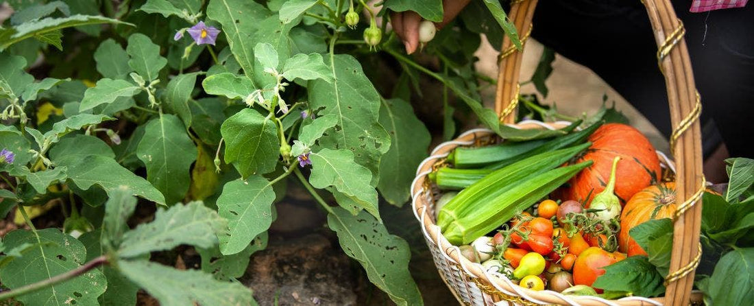 How to Harvest Vegetables