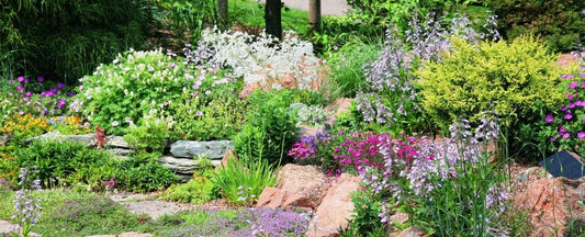 How Perennials Grow: What’s the 3-Year Rule?