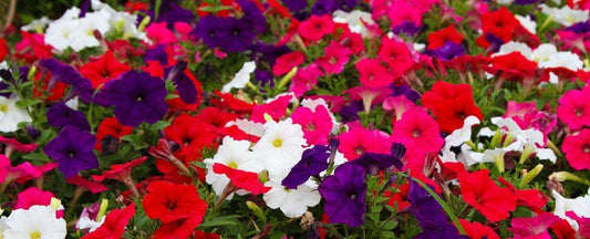 7 Simple Steps to Grow Petunias from Seed