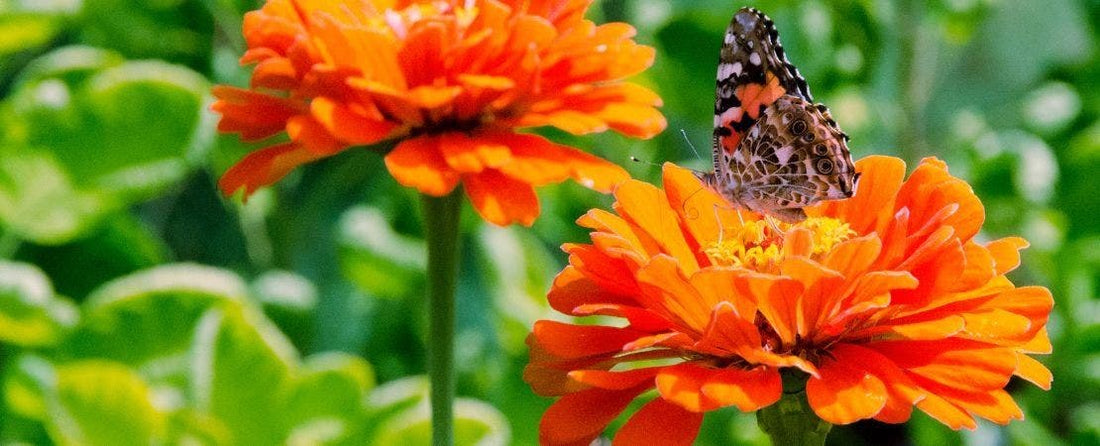 Let's Grow Zinnias--Everything You Need to Know About Zinnias