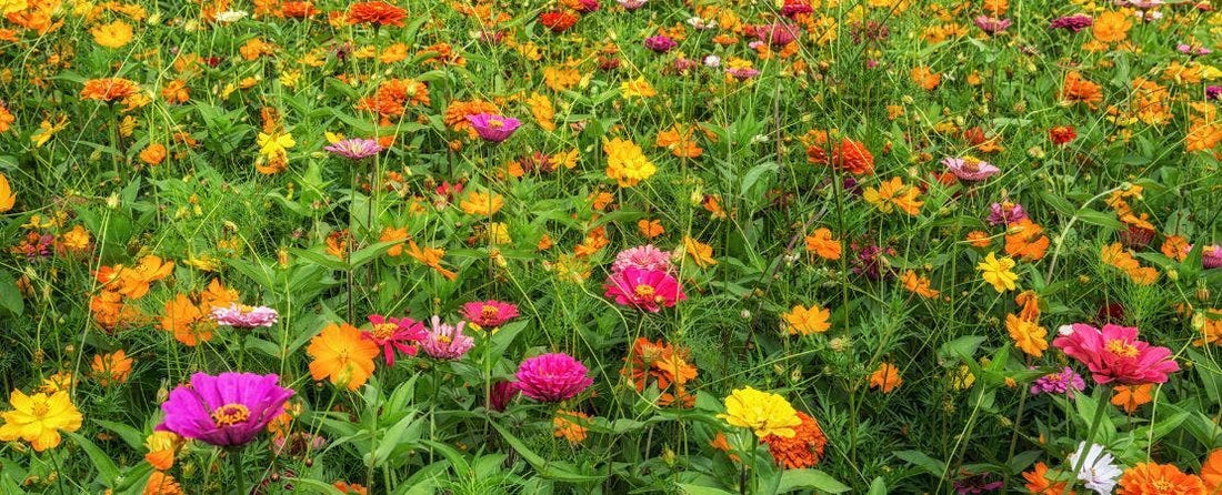 How to Grow Zinnias from Seed