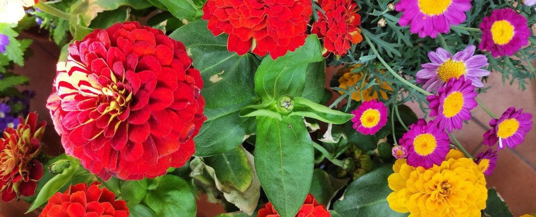 How to Grow Zinnias in Pots: 5 Zinnia Types for Containers