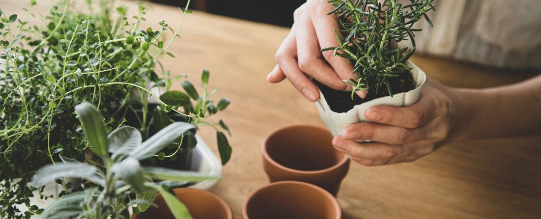 Indoor Gardening: What, Where, and How to Grow Indoors