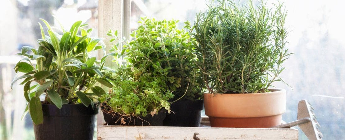 How to Grow Herbs Indoors