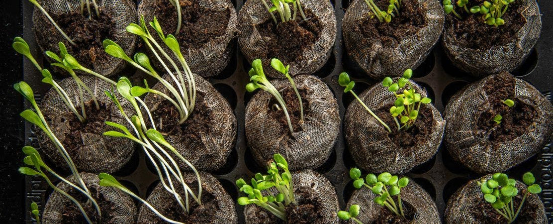Germinating Seeds: Tips to Care for Seedlings Indoors