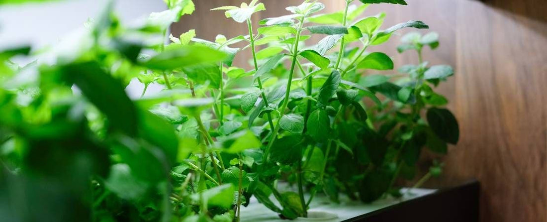 Sunlight Versus Grow Lights for Indoor Gardening