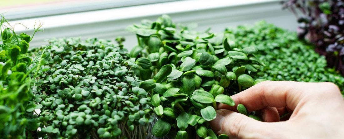 An Introduction to Microgreen Gardening and How to Get Started