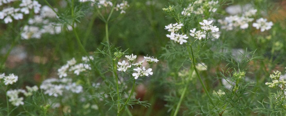 Native Irish Plants for Your Garden