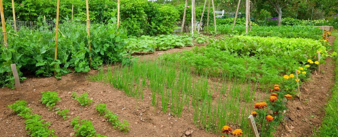 Vegetables to Plant in June