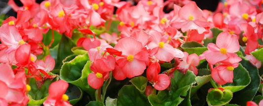 Know Before You Grow: Begonias