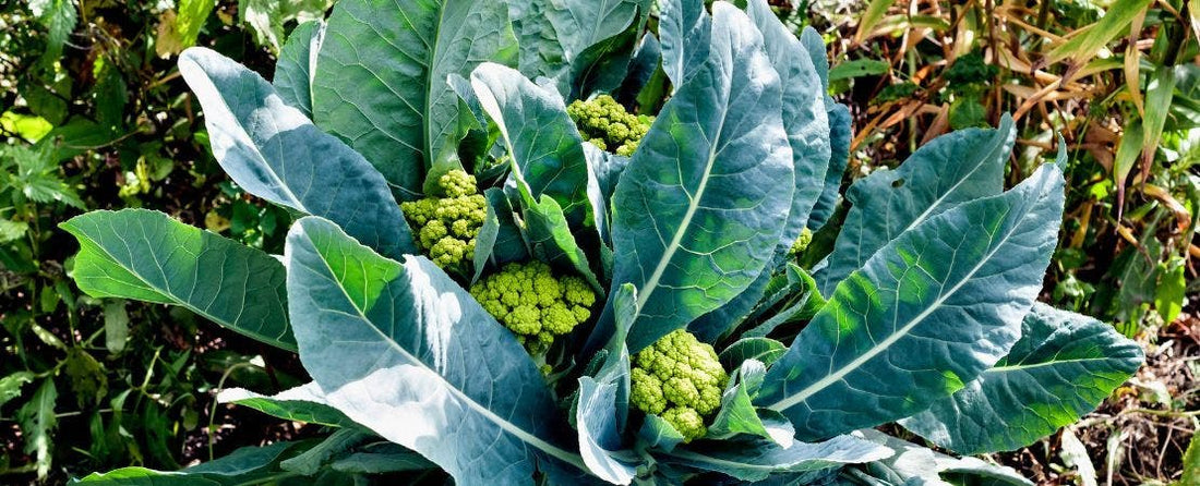 Know Before You Grow: Broccoli and Cauliflower