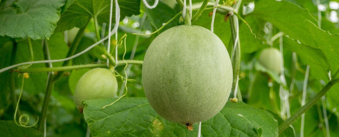 Know Before You Grow: Melons