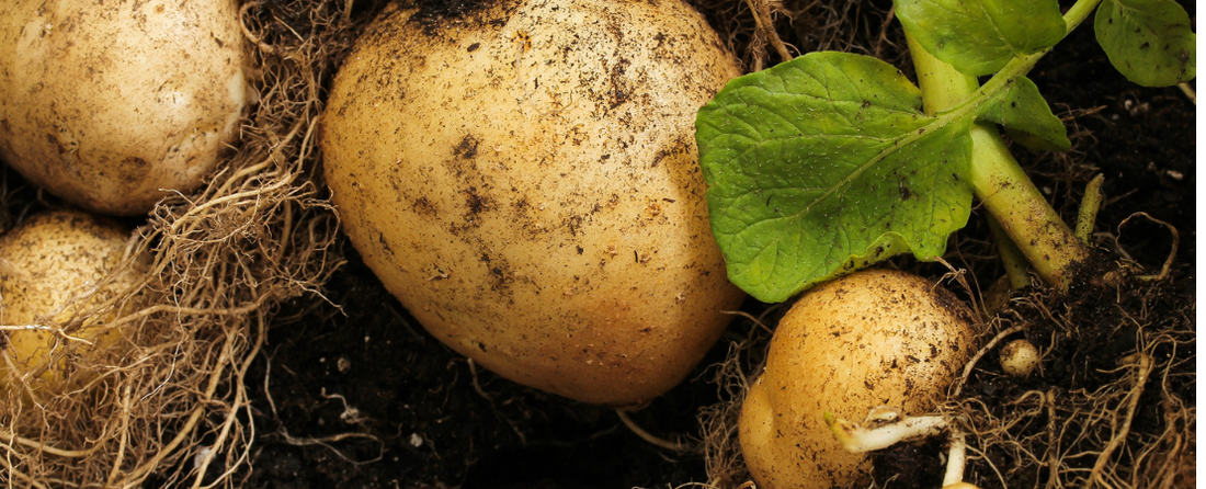 Know Before You Grow: Potatoes