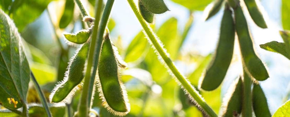 Know Before You Grow: Soybean Seeds