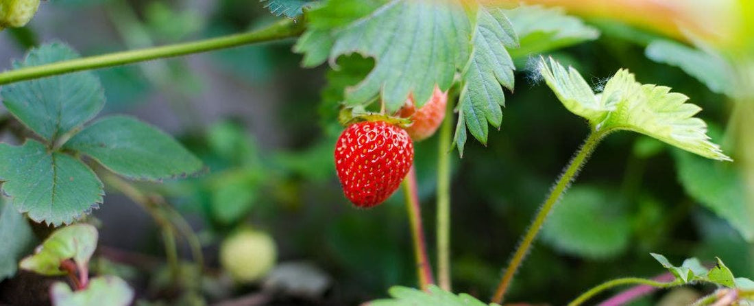 Know Before You Grow: Strawberries