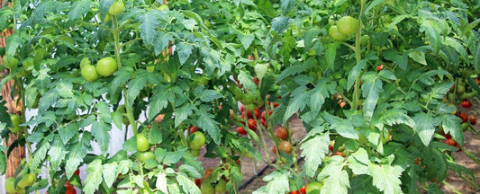 Know Before You Grow Tomatoes