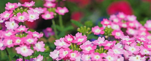 Know Before You Grow: Verbena Plant